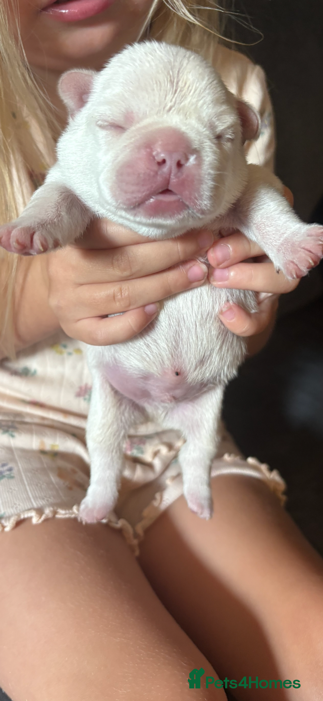 French Bulldog dogs for sale: French bulldog puppies  - Image 9