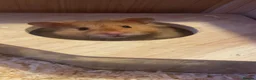 Hamster rodents for sale: Hamster looking for a forever home in Grantham - Advert 3