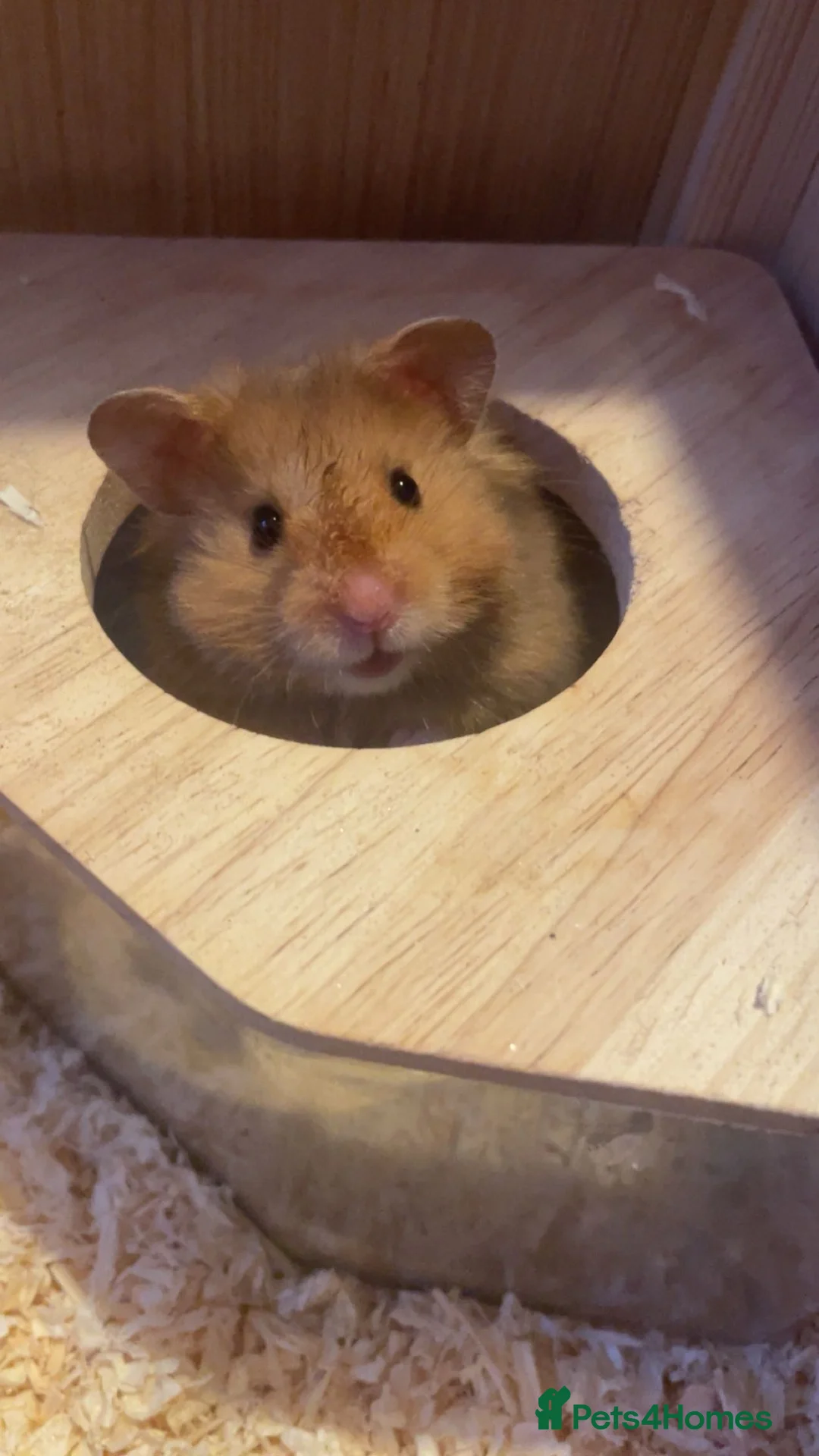 Hamster rodents for sale: Hamster looking for a forever home in Grantham - Advert 3