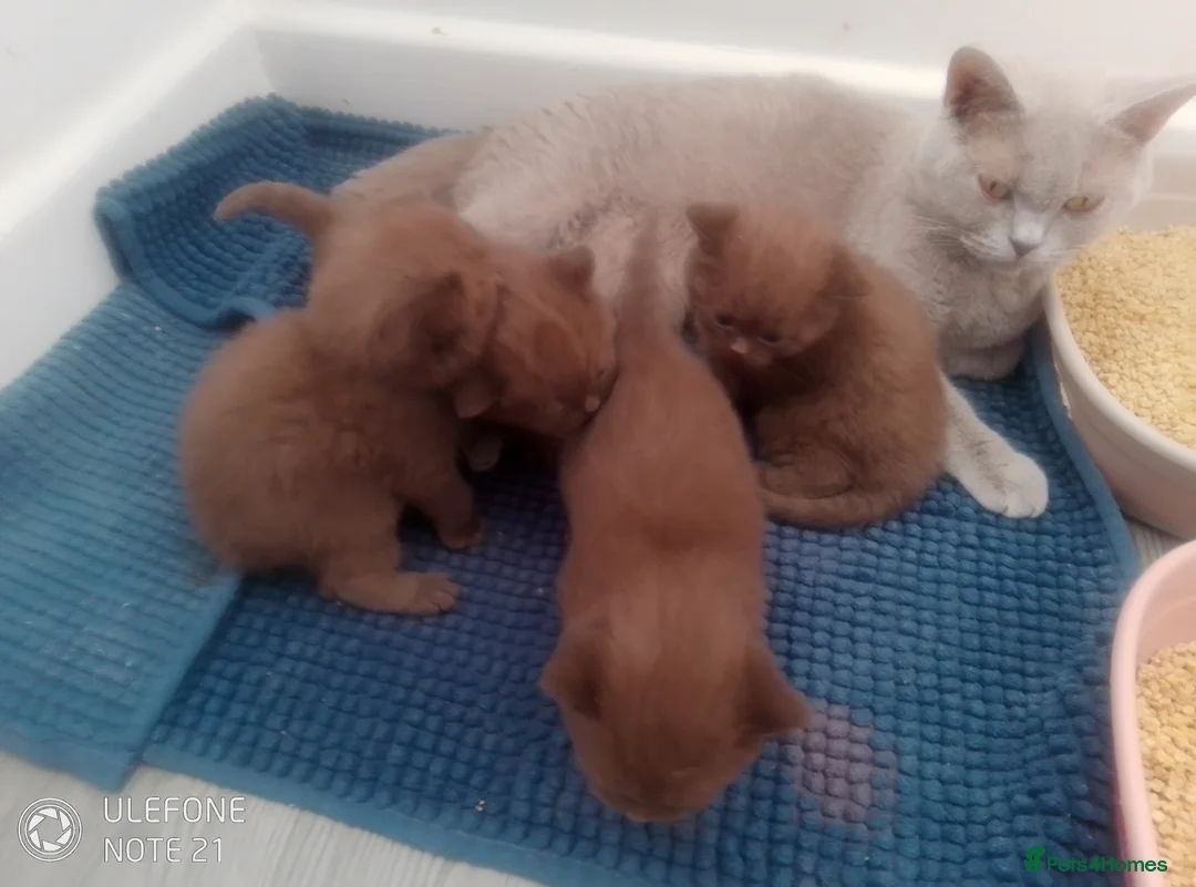 British Shorthair cats for sale: Beautiful Cinnamon Chocklate kittens  - Advert 2