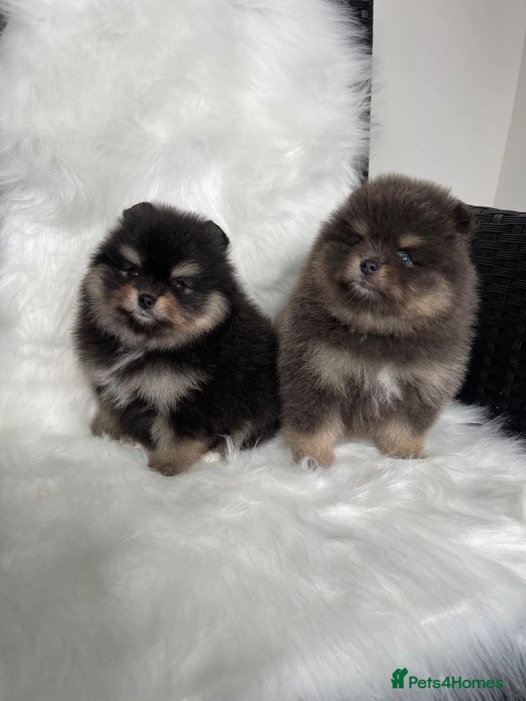 Pomeranian dogs for sale: 🐾 RESERVATIONS NOW OPEN 🐾 - Advert 2