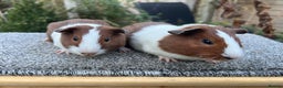 Guinea Pig rodents for sale: Pair of red Dutch sisters  - Advert 4