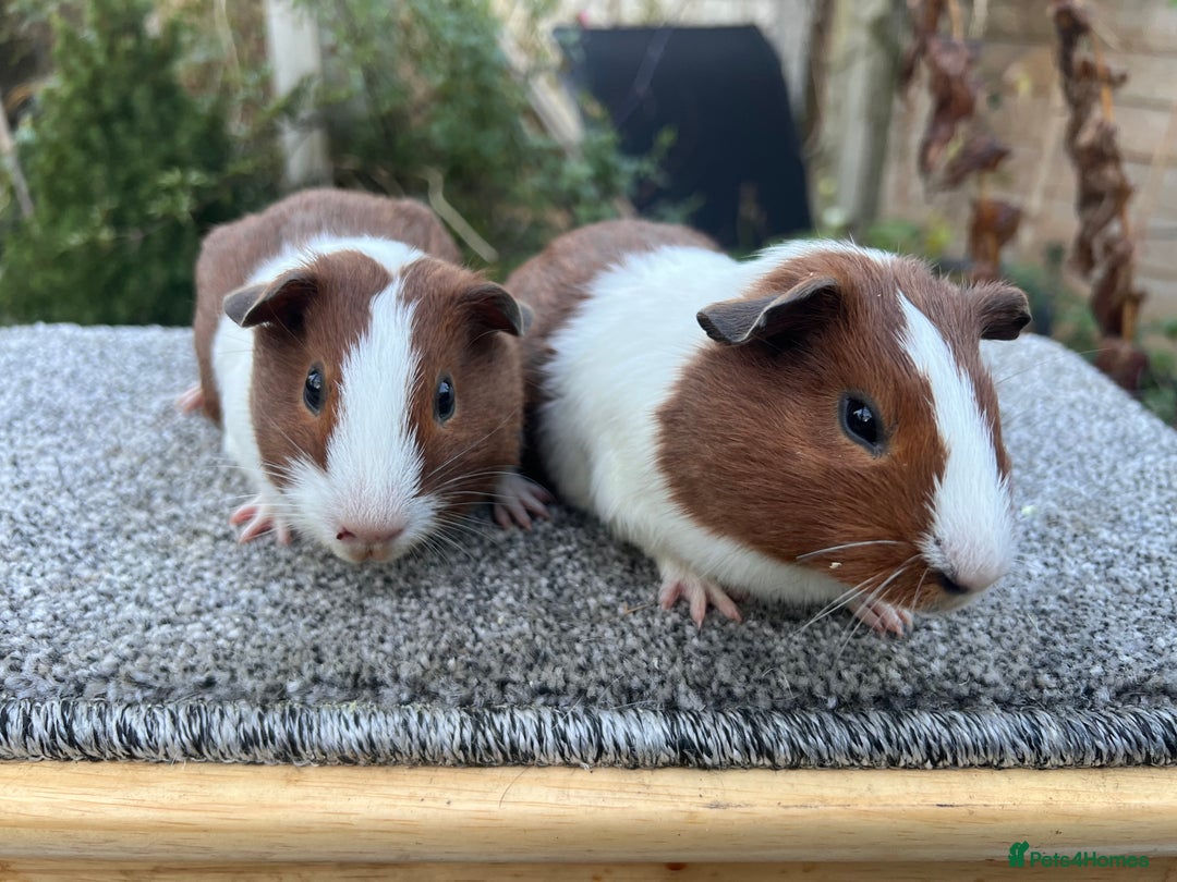 Guinea Pig rodents for sale: Pair of red Dutch sisters  - Advert 4