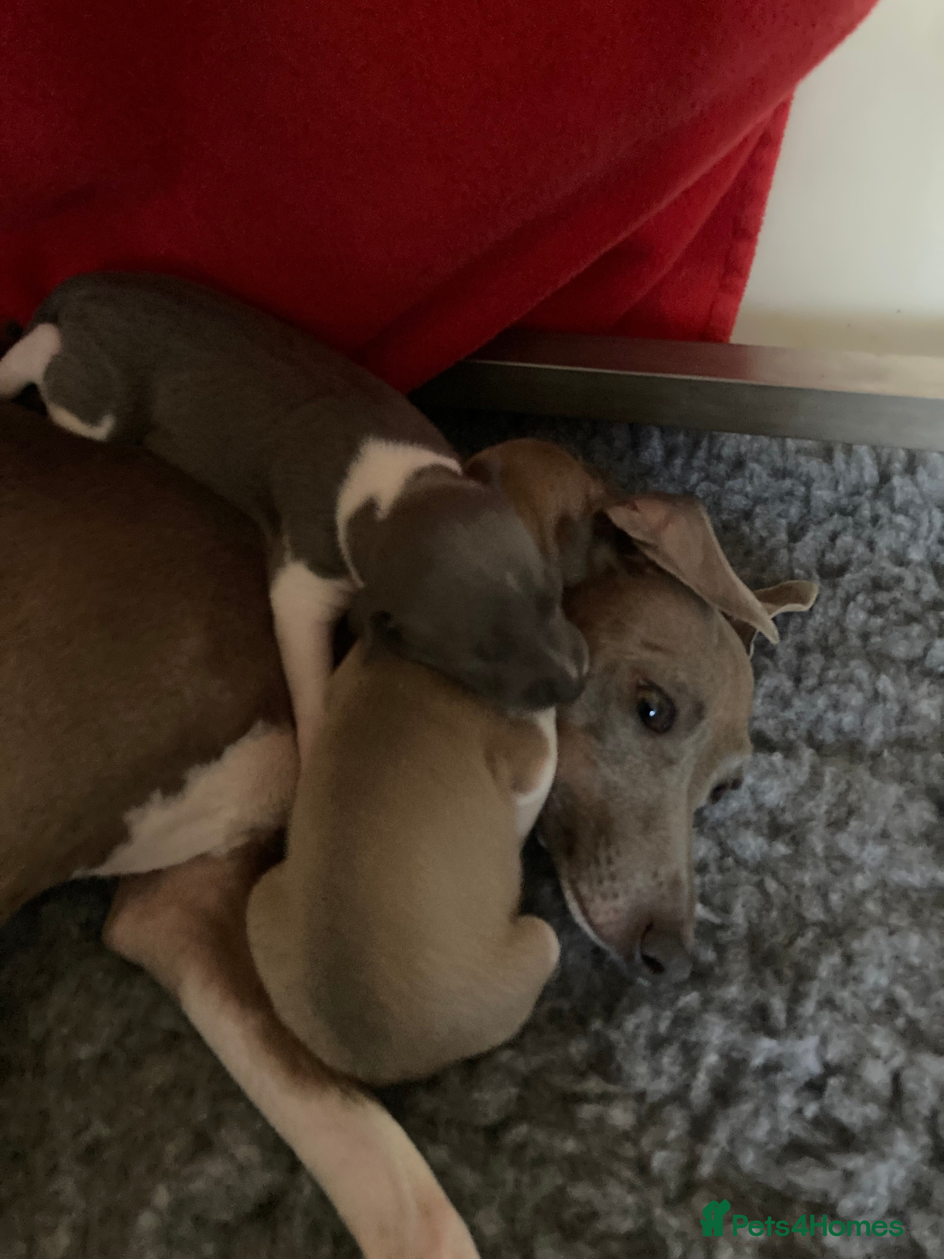 Italian Greyhound dogs Kennel club registered Italian greyhound puppies - Advert 1