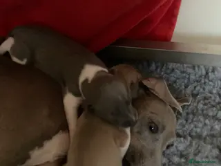 Italian Greyhound dogs Kennel club registered Italian greyhound puppies - Advert 1