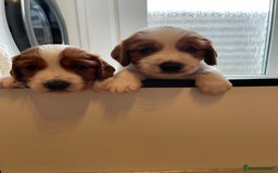 Welsh Springer Spaniel dogs for sale: One little Welsh Springer Spaniel boy!  - Image 11