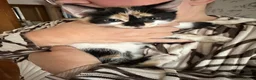 Mixed Breed cats for sale: Beautiful Kittens. Ready now - Advert 9