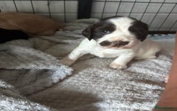 Cocker Spaniel dogs for sale: KC FTCH working cocker spaniel puppy’s  - Image 18