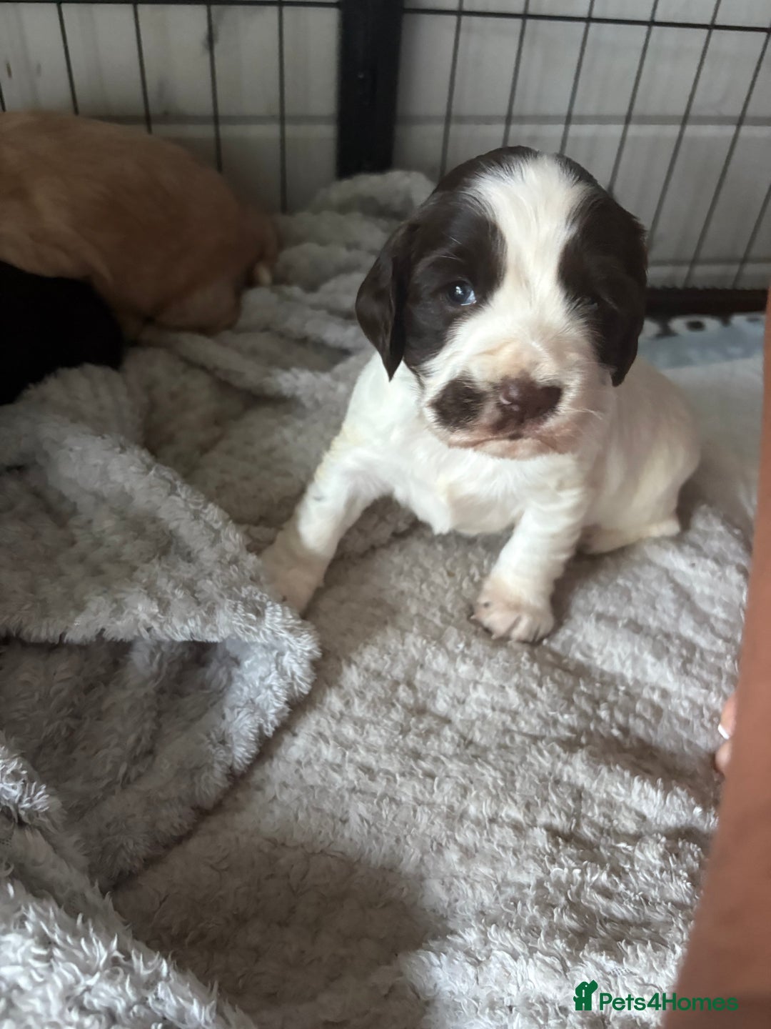 Cocker Spaniel dogs for sale: KC FTCH working cocker spaniel puppy’s  - Image 18