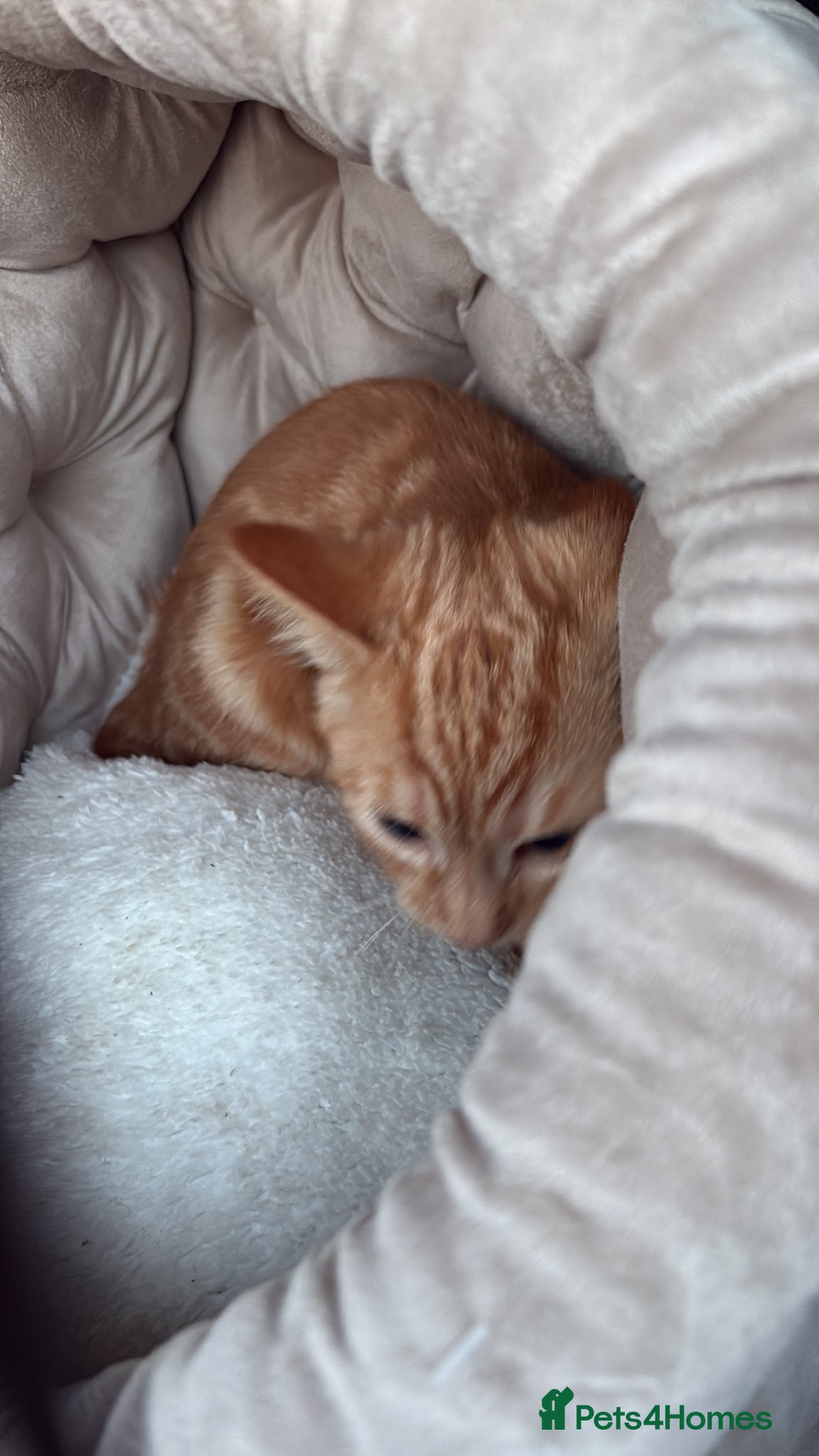 Domestic Shorthair cats Female ginger tabby - Advert 1