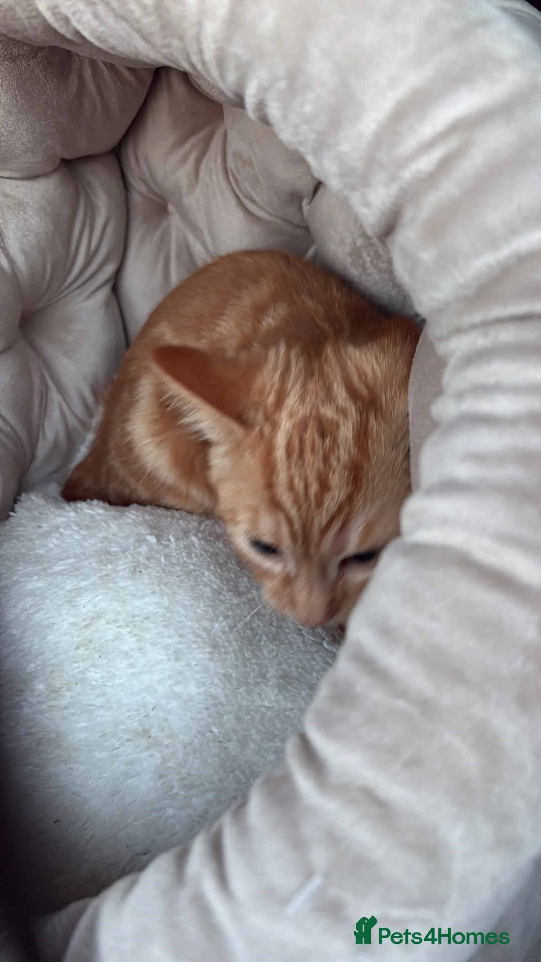 Domestic Shorthair cats for sale: Female ginger tabby in Witney - Advert 1