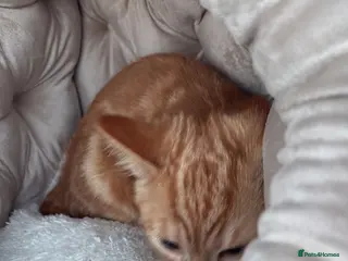 Domestic Shorthair cats Female ginger tabby - Advert 1