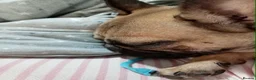 French Bulldog dogs for sale: French bulldog in Peterlee - Advert 3