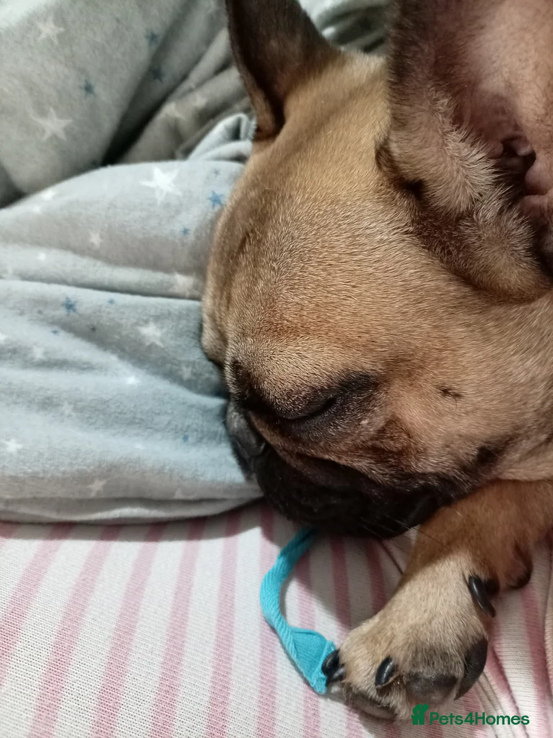 French Bulldog dogs for sale: French bulldog in Peterlee - Advert 3