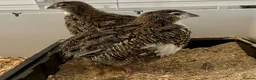 Quail poultry for sale: Young Male Coturnix Quail Birds - 2 Available - Advert 2