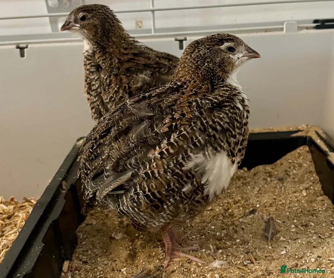 Quail poultry for sale: Young Male Coturnix Quail Birds - 2 Available - Advert 2