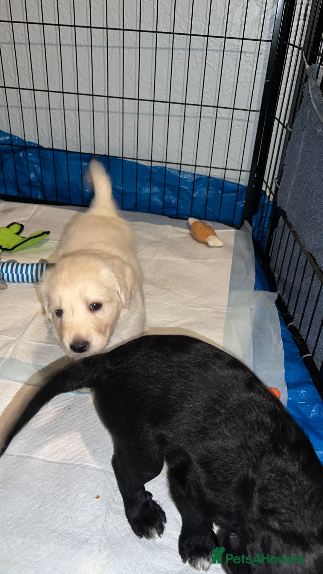 Mixed Breed dogs for sale: Stunning Litter of Labradoodle x Pyrenees - Advert 30