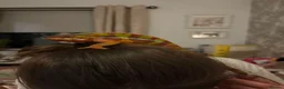 Chameleon reptiles for sale: Ambidole panther chameleon in Runcorn - Advert 8