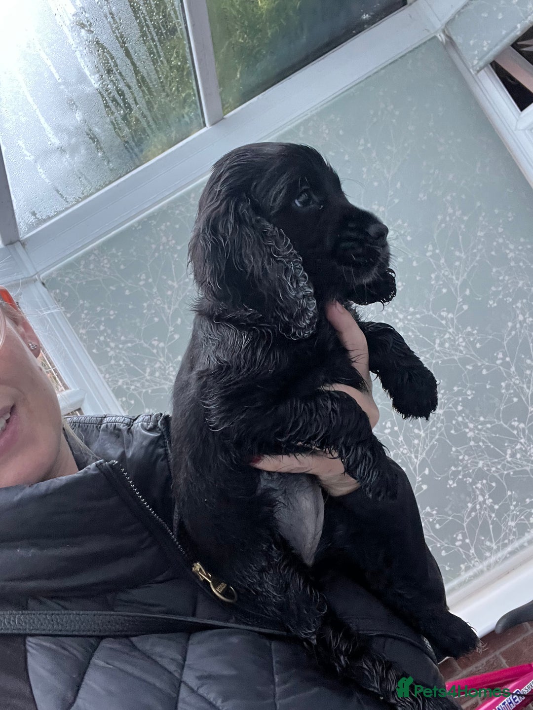 Cocker Spaniel dogs for sale: 4 stunning girl show cocker spaniels - Image 18