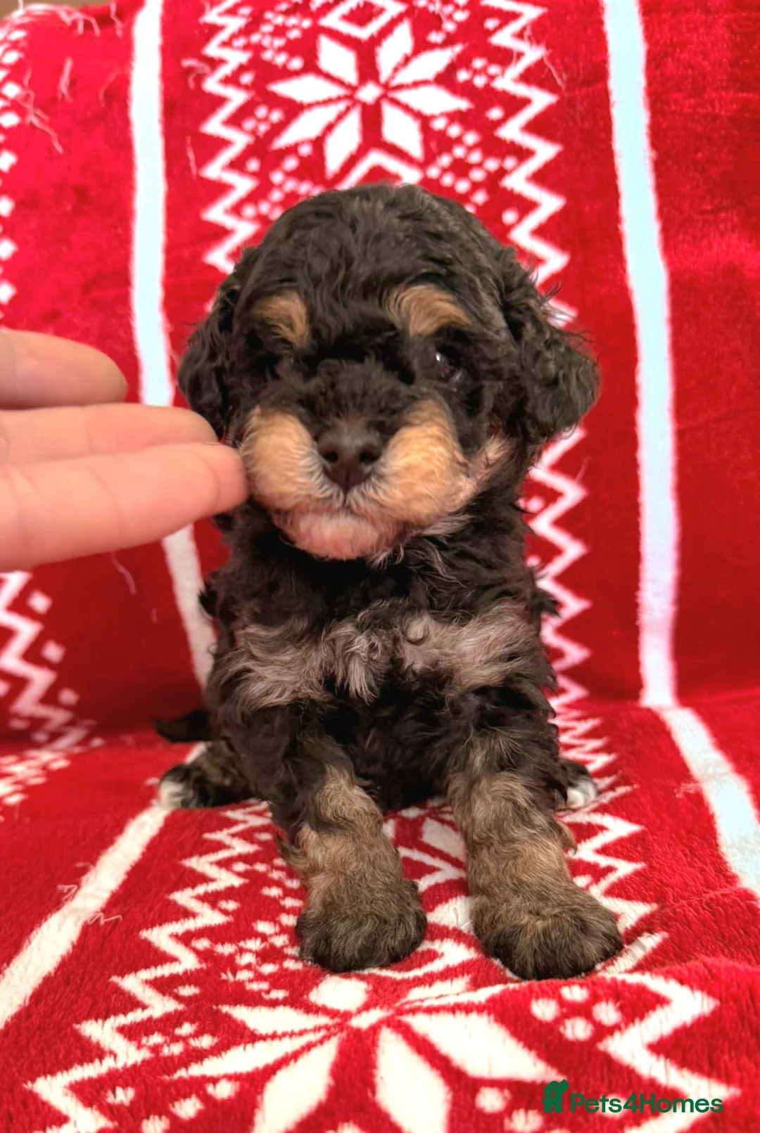 Toy Poodle dogs for sale: Beautiful Phantom Toy Poodle's!🧸😍 KC registered - Advert 3