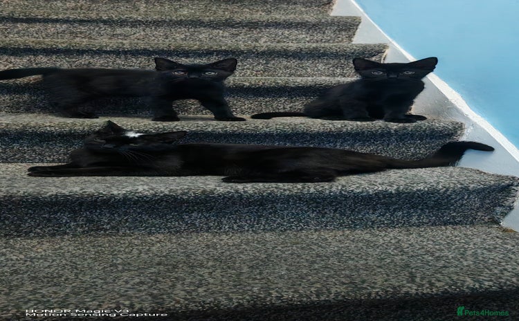 European cats - Advert 1