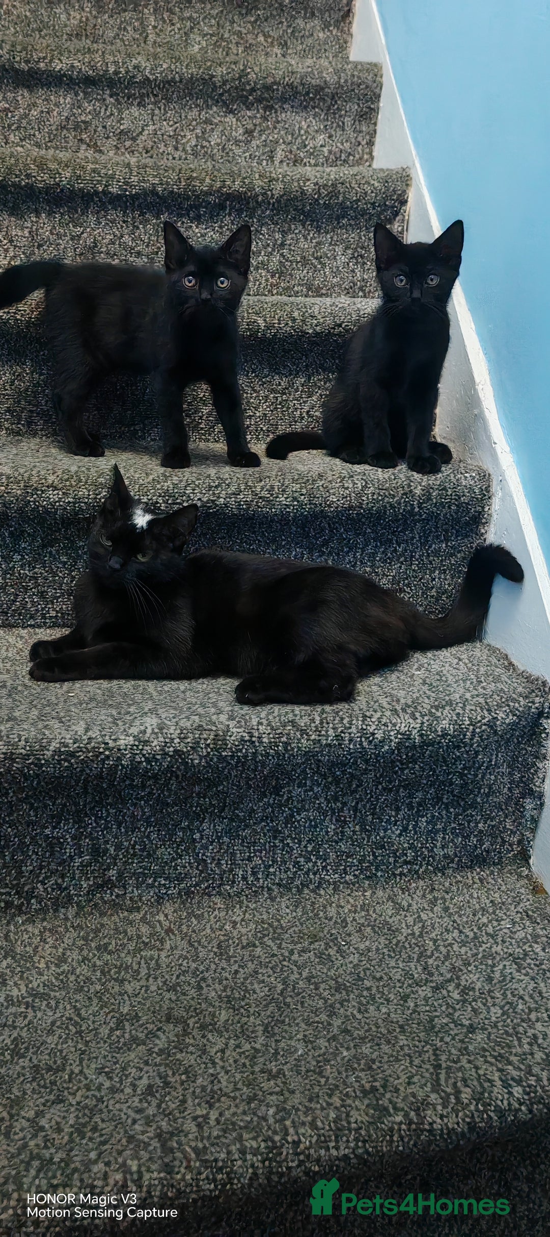 European cats for sale: Donation - Image 1
