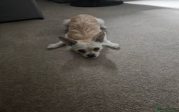 Pomchi dogs for sale: Loving pomchi looking for new home  - Image 5