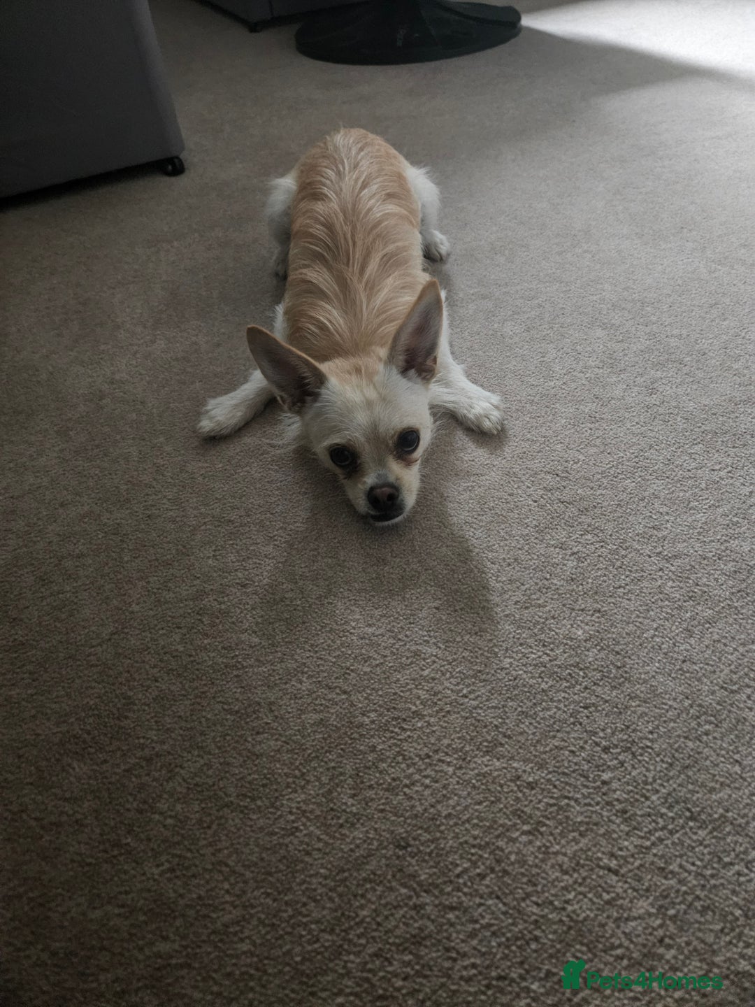 Pomchi dogs for sale: Loving pomchi looking for new home  - Image 5