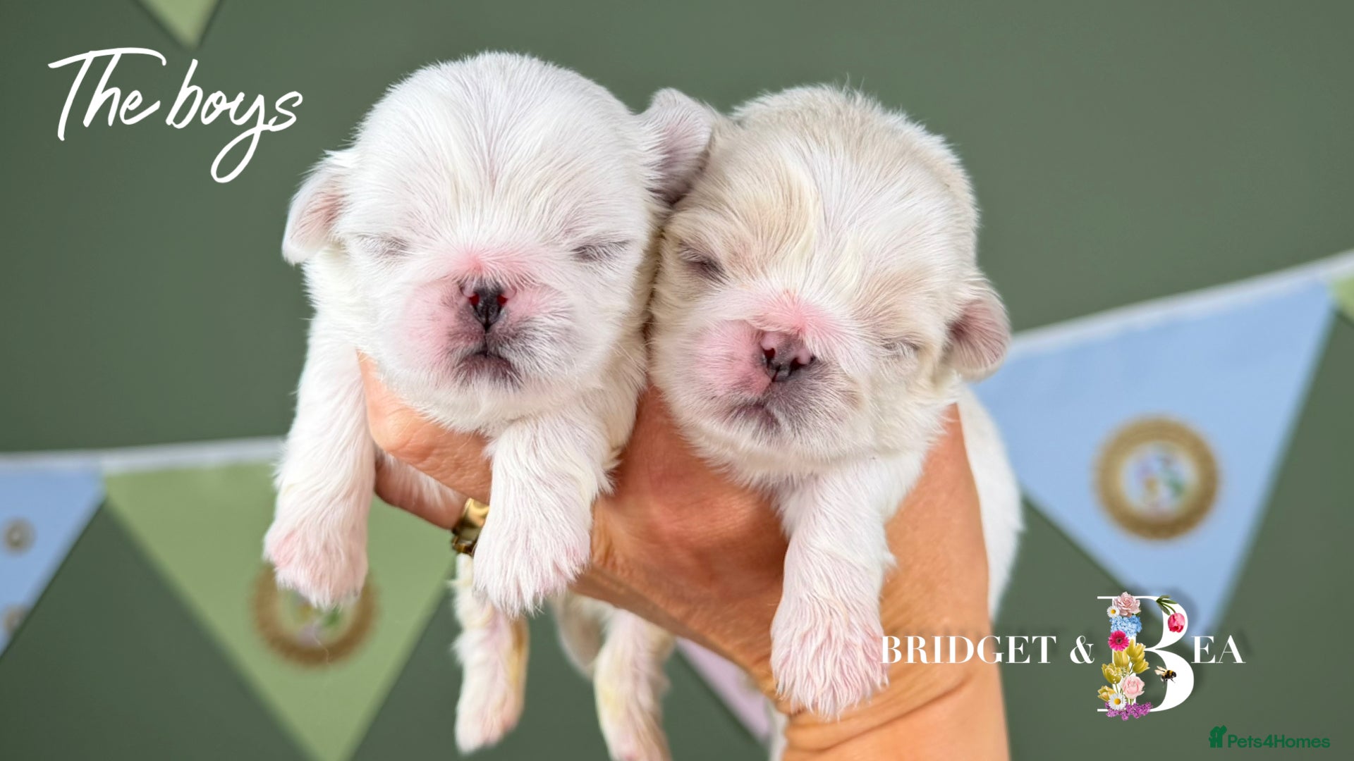 Pekingese dogs 💙ONLY 1 CREAM BOY LEFT💙 - Advert 3