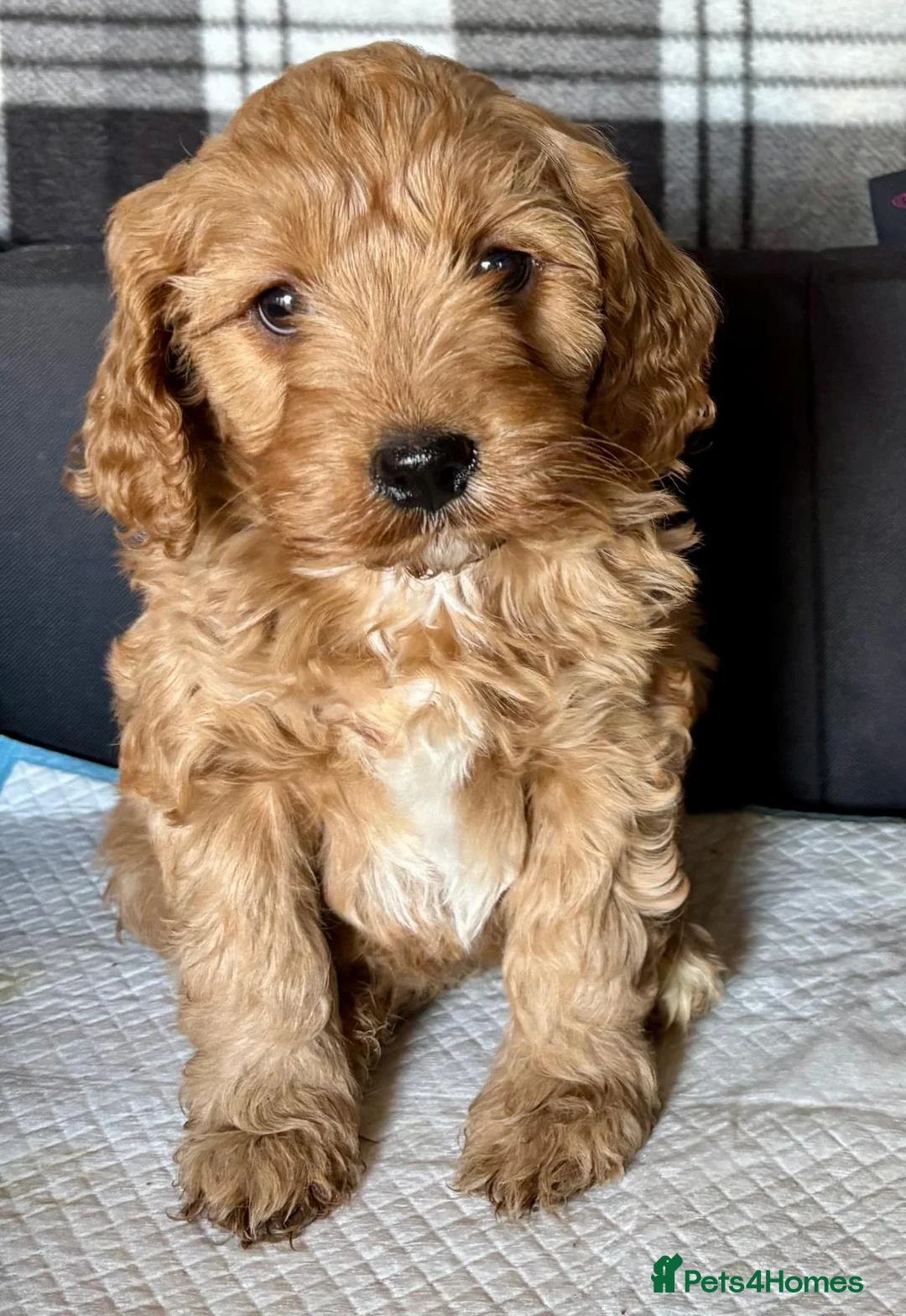 Cavapoo dogs for sale: Beautiful red cavapoos  in Sheerness - Advert 10