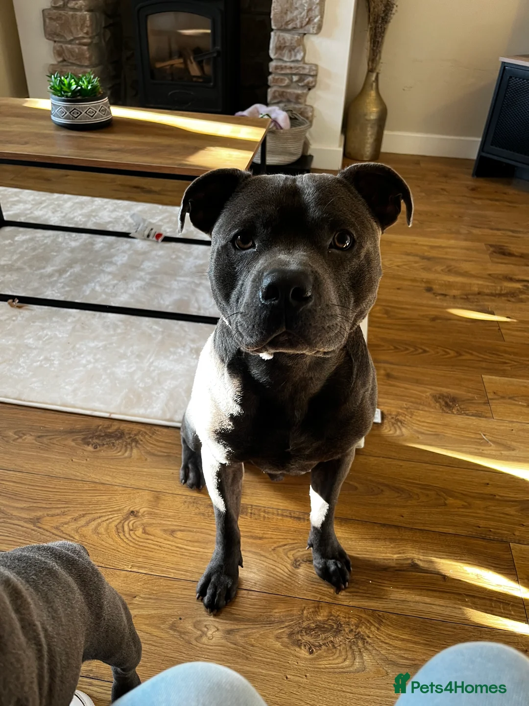 Staffordshire Bull Terrier dogs for stud: Blue Staffordshire bull terrier STUD in Preston - Advert 4