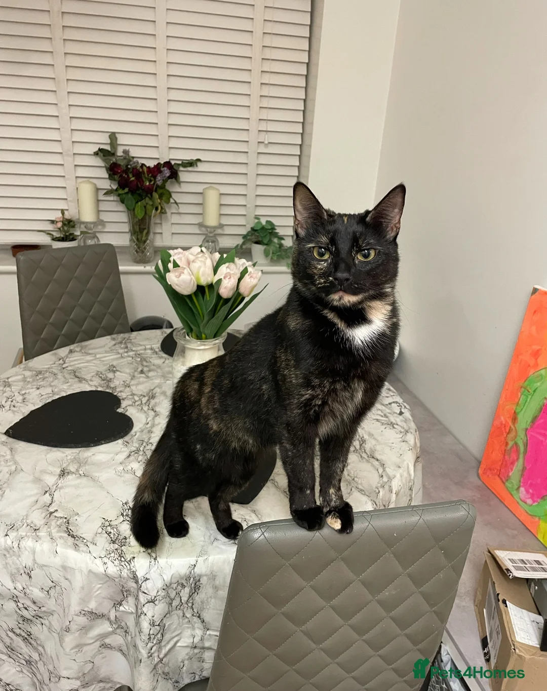 Domestic Shorthair cats for sale: Tortoiseshell British short haired  - Advert 2