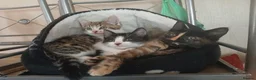 Mixed Breed cats for sale: Mixed breed - Advert 1