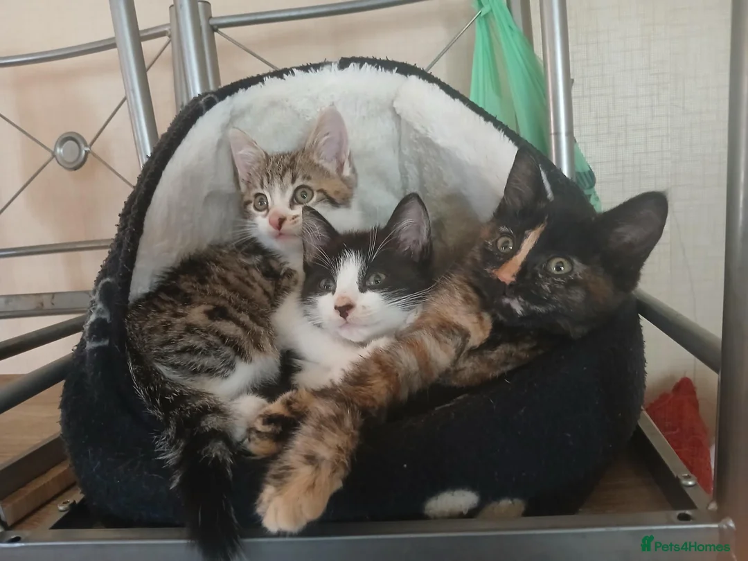 Mixed Breed cats for sale: Mixed breed - Advert 1
