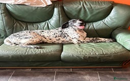 German Shorthaired Pointer dogs for sale: Beautiful German pointer girl  - Image 2