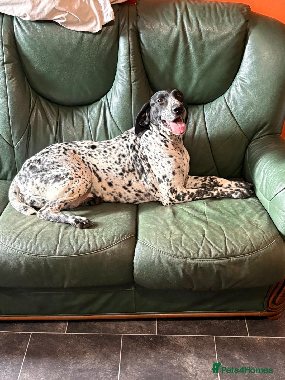 German Shorthaired Pointer dogs for sale: Beautiful German pointer girl  - Image 2
