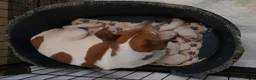 Jack Russell dogs for sale: Work line Jack Russell's  - Advert 8