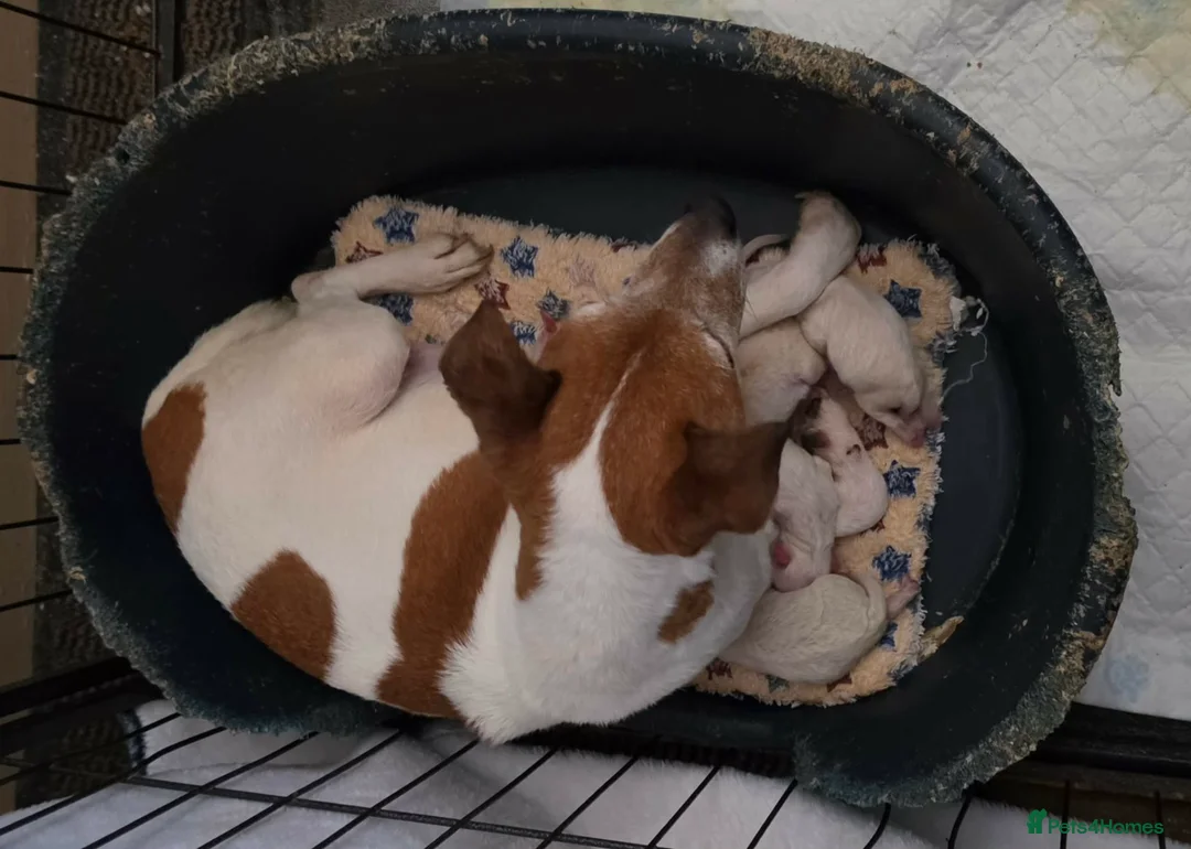 Jack Russell dogs for sale: Work line Jack Russell's  - Advert 8