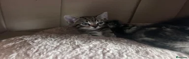 Domestic Shorthair 3