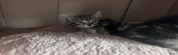 Domestic Shorthair cats for sale: 4 male, 1 female kitten  - Advert 16