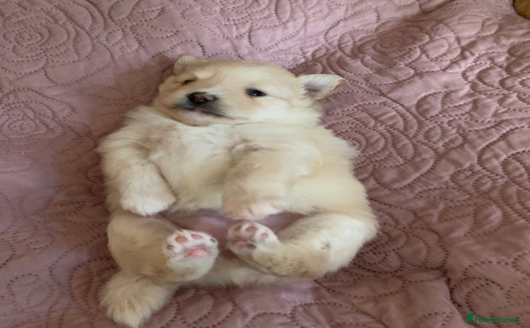 Pomeranian dogs - Advert 11