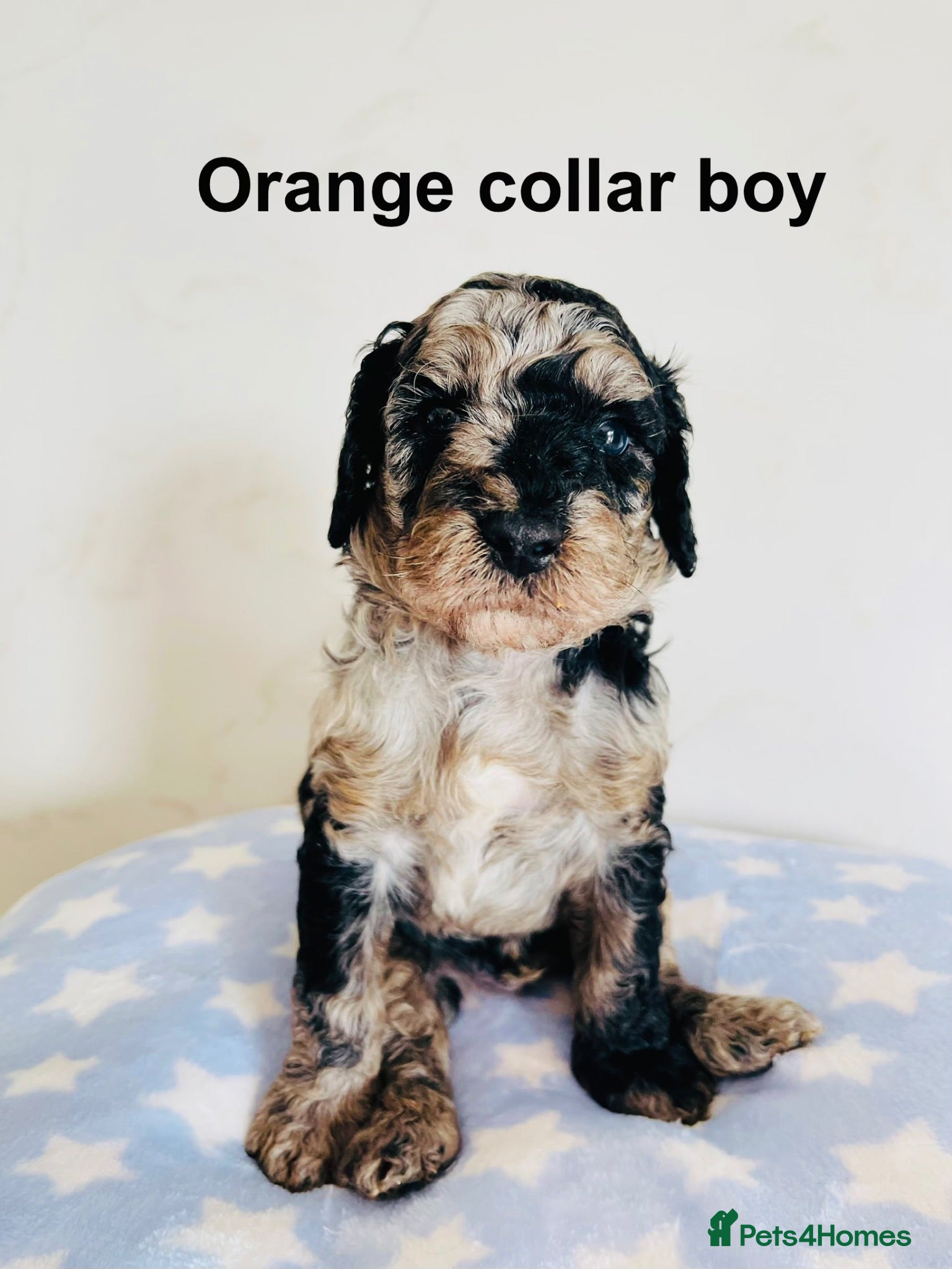 Cockapoo dogs Stunningly unique health/DNA tested Cockapoos  - Advert 1