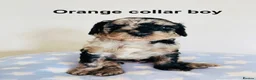 Cockapoo dogs for sale: Stunningly unique health/DNA tested Cockapoos  - Advert 2