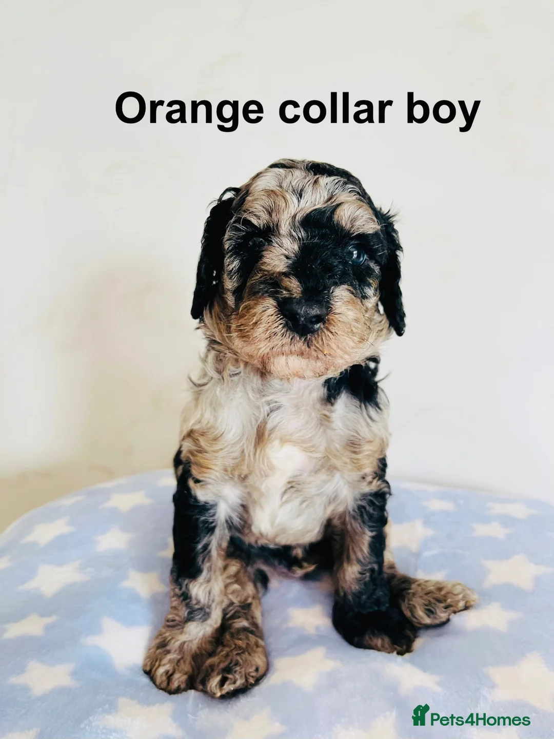 Cockapoo dogs for sale: Stunningly unique health/DNA tested Cockapoos  - Advert 2
