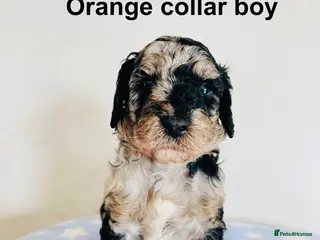 Cockapoo dogs Stunningly unique health/DNA tested Cockapoos - Advert 1