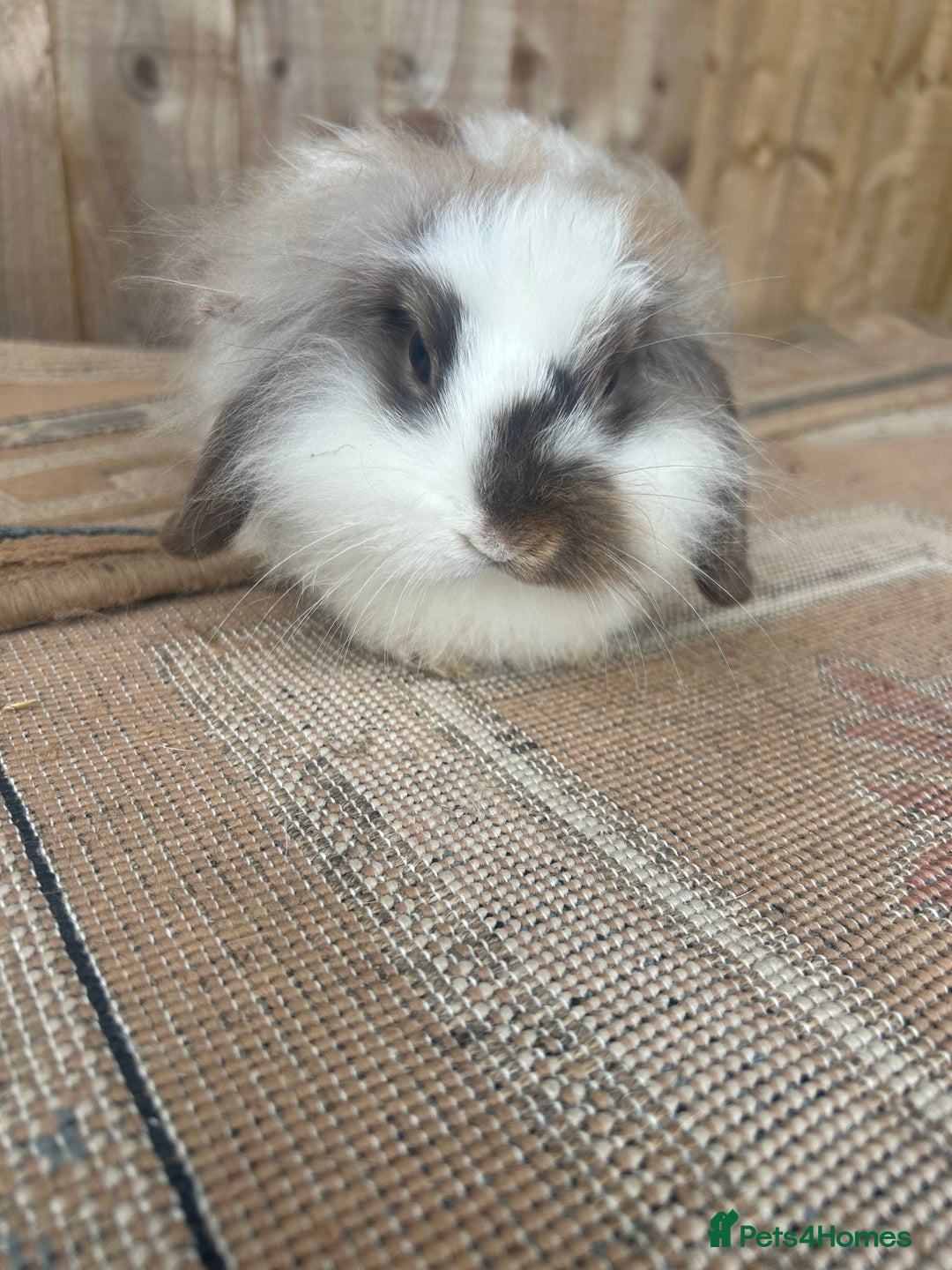 Mini Lion Lop rabbits for sale: Beautiful lion heap x lion lop - Image 5