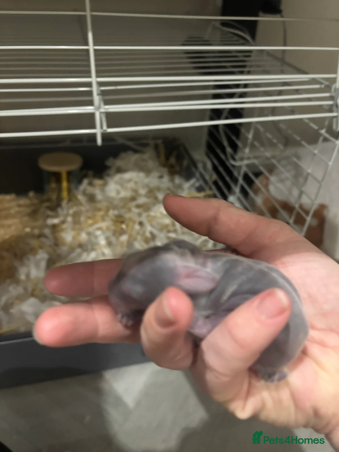 English Lop rabbits for sale: 4 baby rabbits  - Advert 12