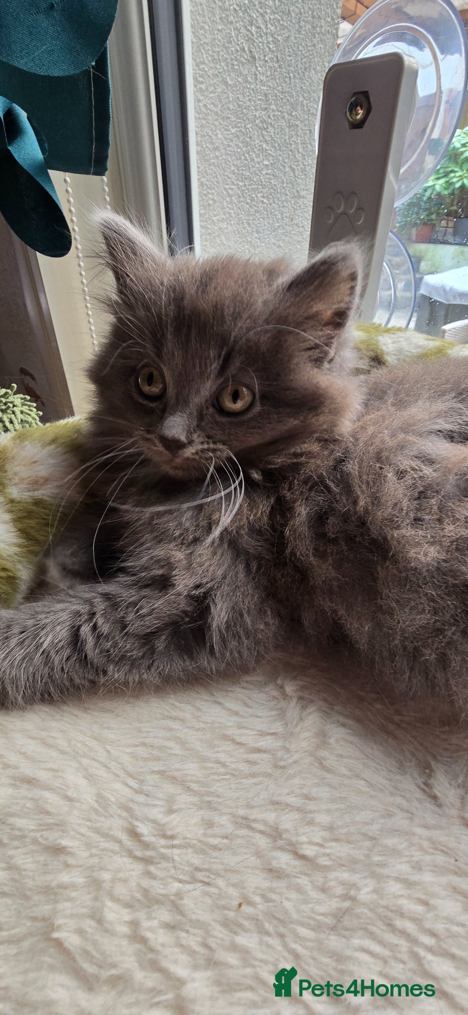 Mixed Breed cats Adorable Mainecoon kittens  - Advert 15