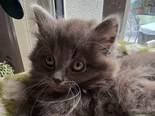 Mixed Breed cats Adorable Mainecoon kittens - Advert 15