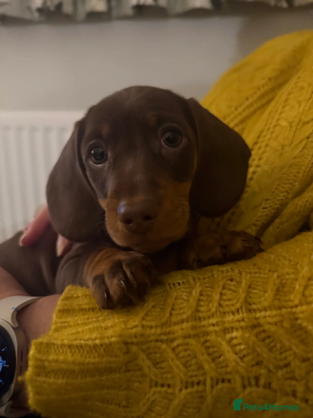 Miniature Dachshund dogs for sale: Miniature Dachshund puppies - Advert 1